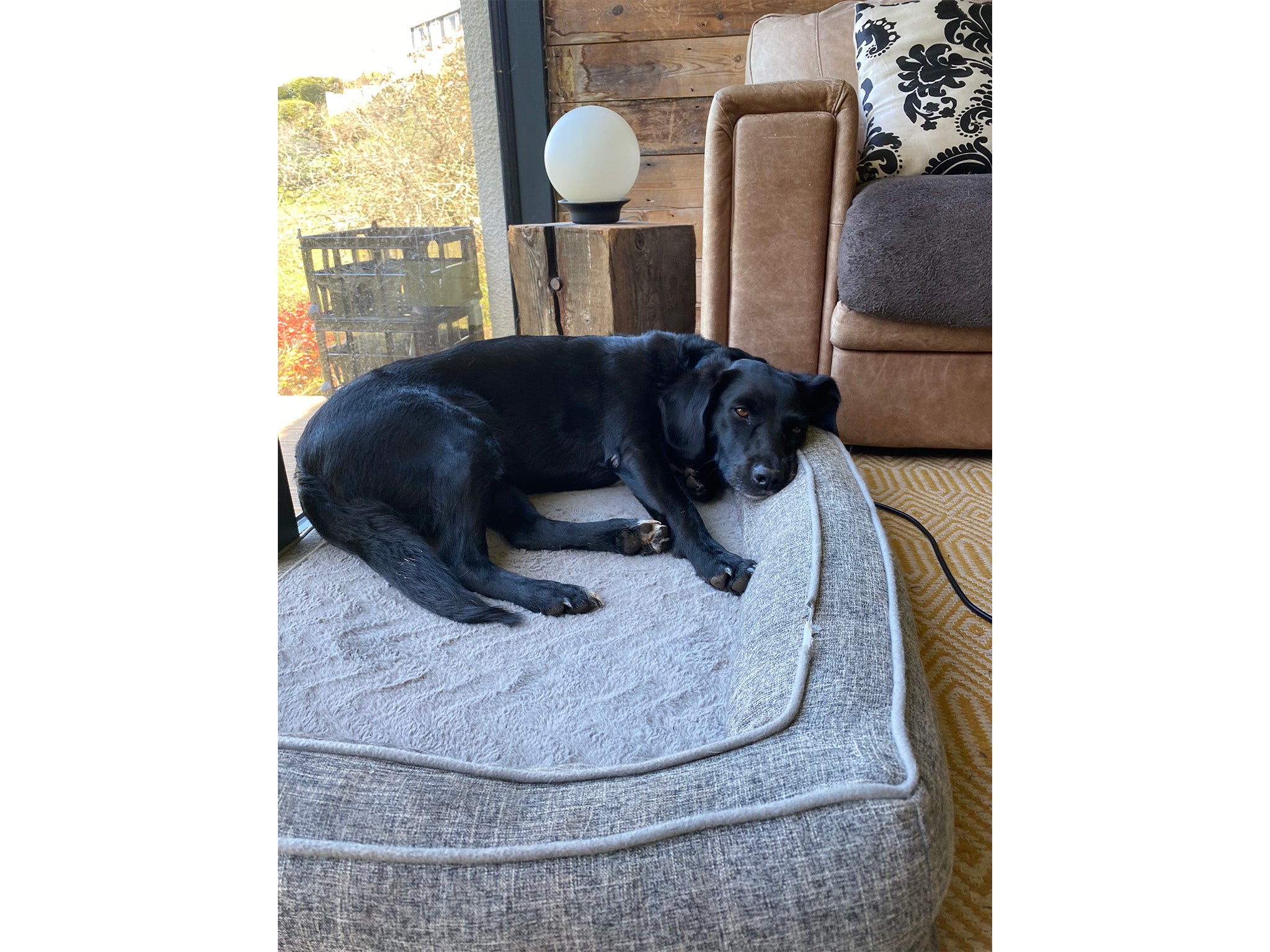 Best dog bed for older outlet lab